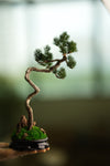 Poet of the Forest - Juniper of the Cultured Garden (Preserved Plants)
