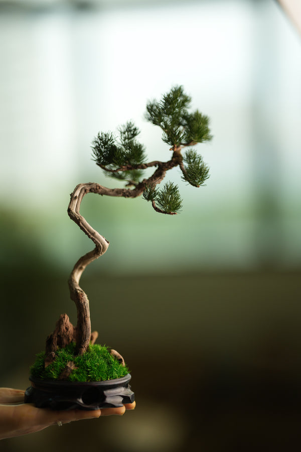 Poet of the Forest - Juniper of the Cultured Garden (Preserved Plants)