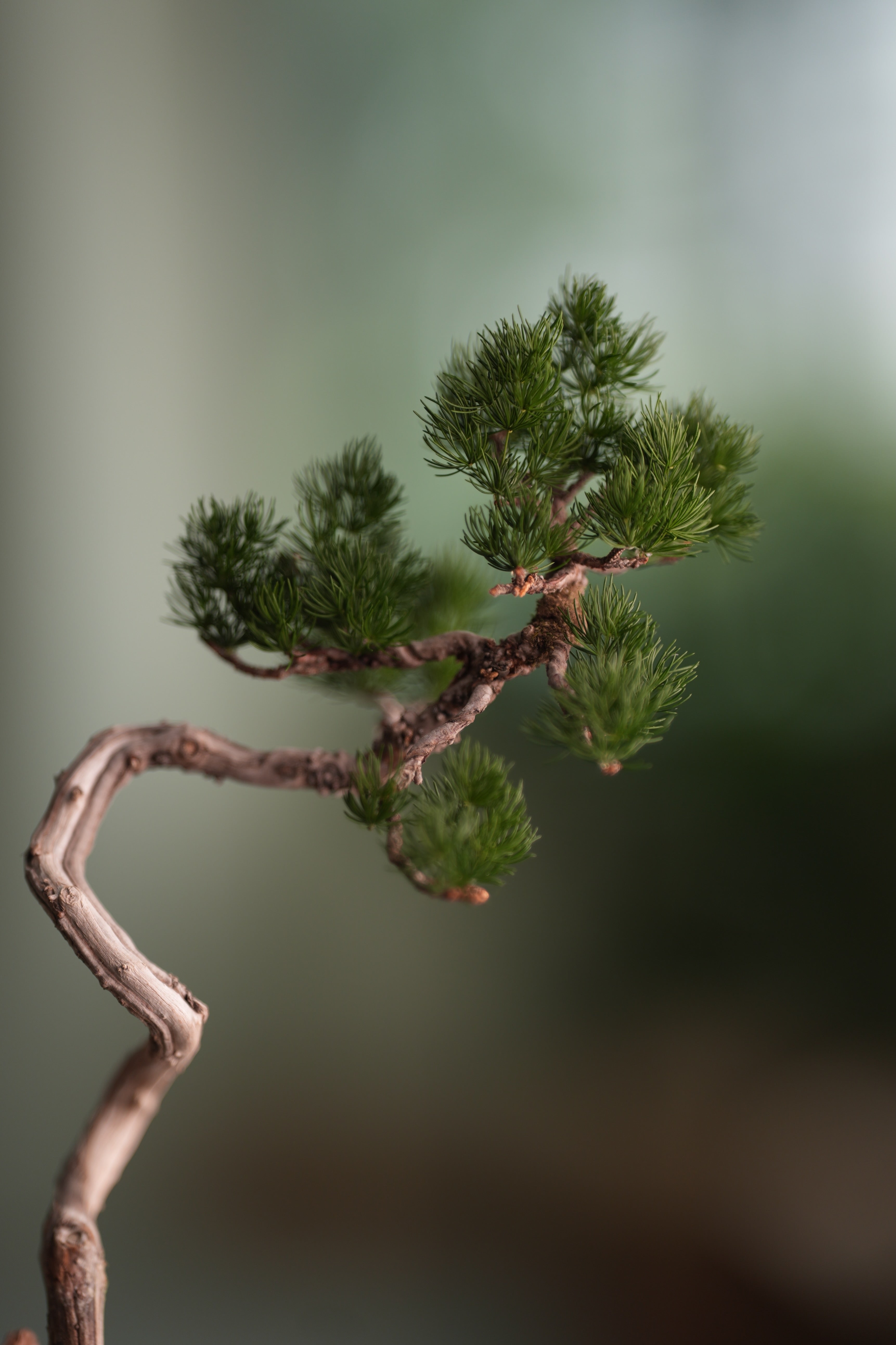 Poet of the Forest - Juniper of the Cultured Garden (Preserved Plants)