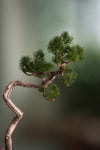 Poet of the Forest - Juniper of the Cultured Garden (Preserved Plants)