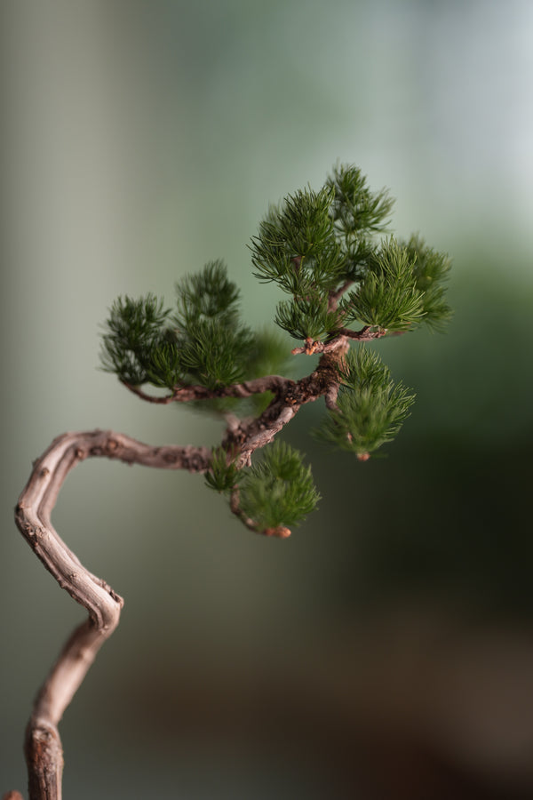 Poet of the Forest - Juniper of the Cultured Garden (Preserved Plants)