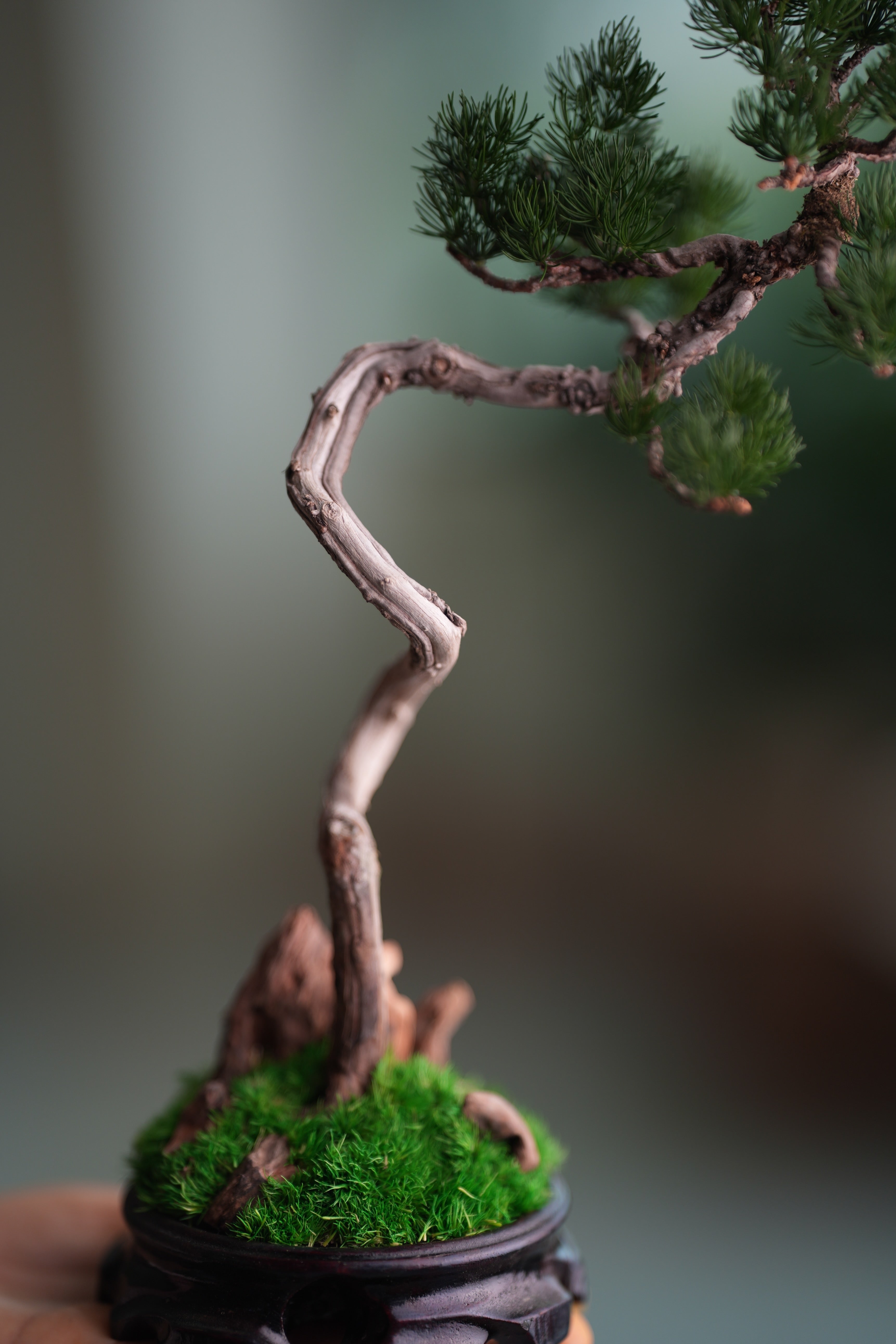 Poet of the Forest - Juniper of the Cultured Garden (Preserved Plants)