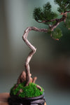 Poet of the Forest - Juniper of the Cultured Garden (Preserved Plants)