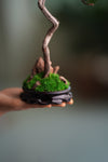 Poet of the Forest - Juniper of the Cultured Garden (Preserved Plants)