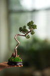Poet of the Forest - Juniper of the Cultured Garden (Preserved Plants)