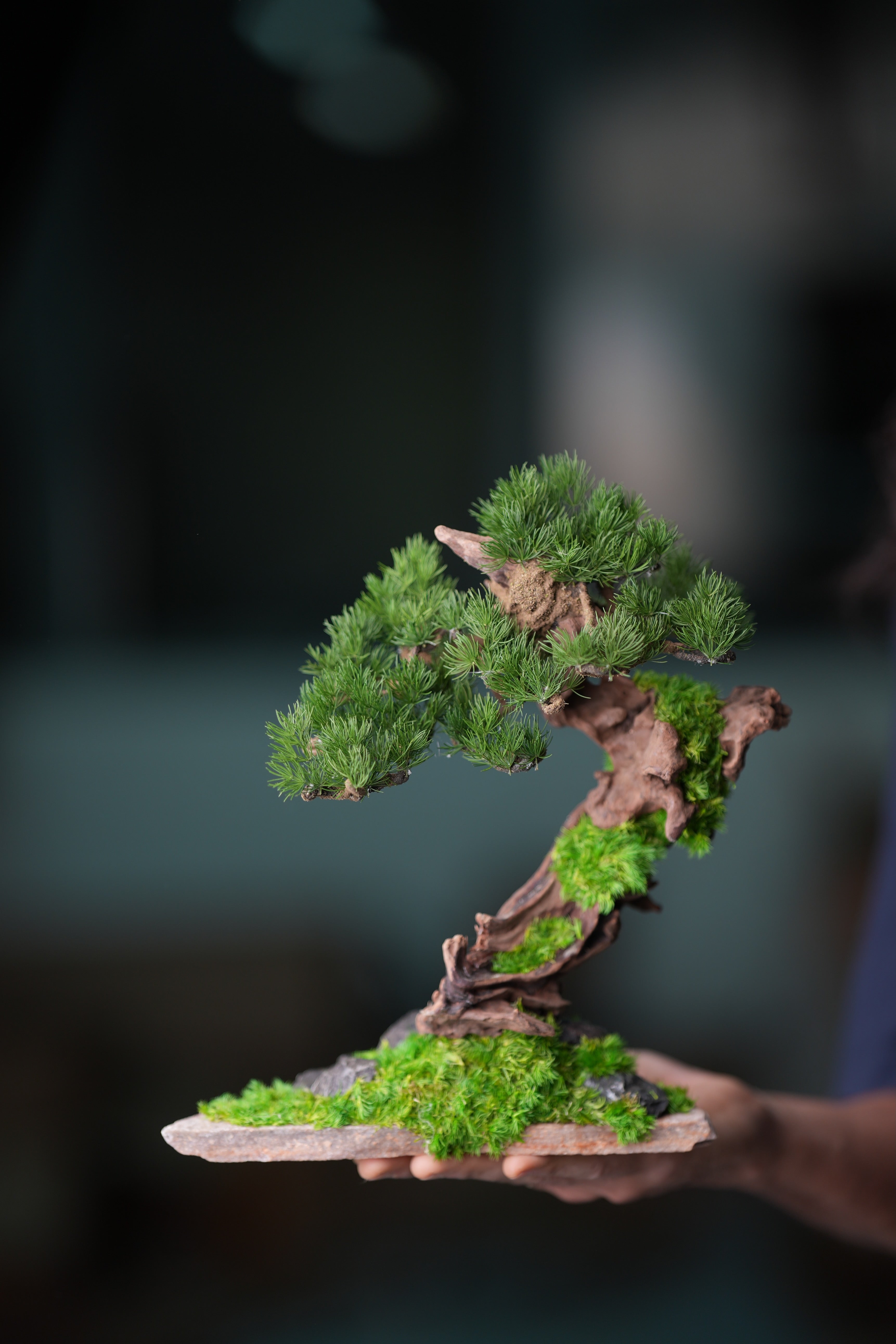 Greenwood - Stride & Pride - Benchmark Pine (Preserved Plants)