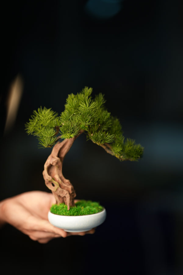 Greenwood - Freshman - Pine (Preserved Plants)