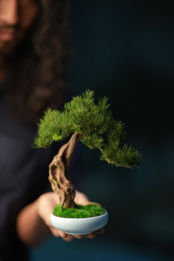 Greenwood - Freshman - Pine (Preserved Plants)