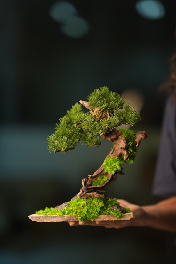 Greenwood - Stride & Pride - Benchmark Pine (Preserved Plants)