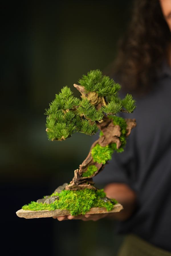 Greenwood - Stride & Pride - Benchmark Pine (Preserved Plants)