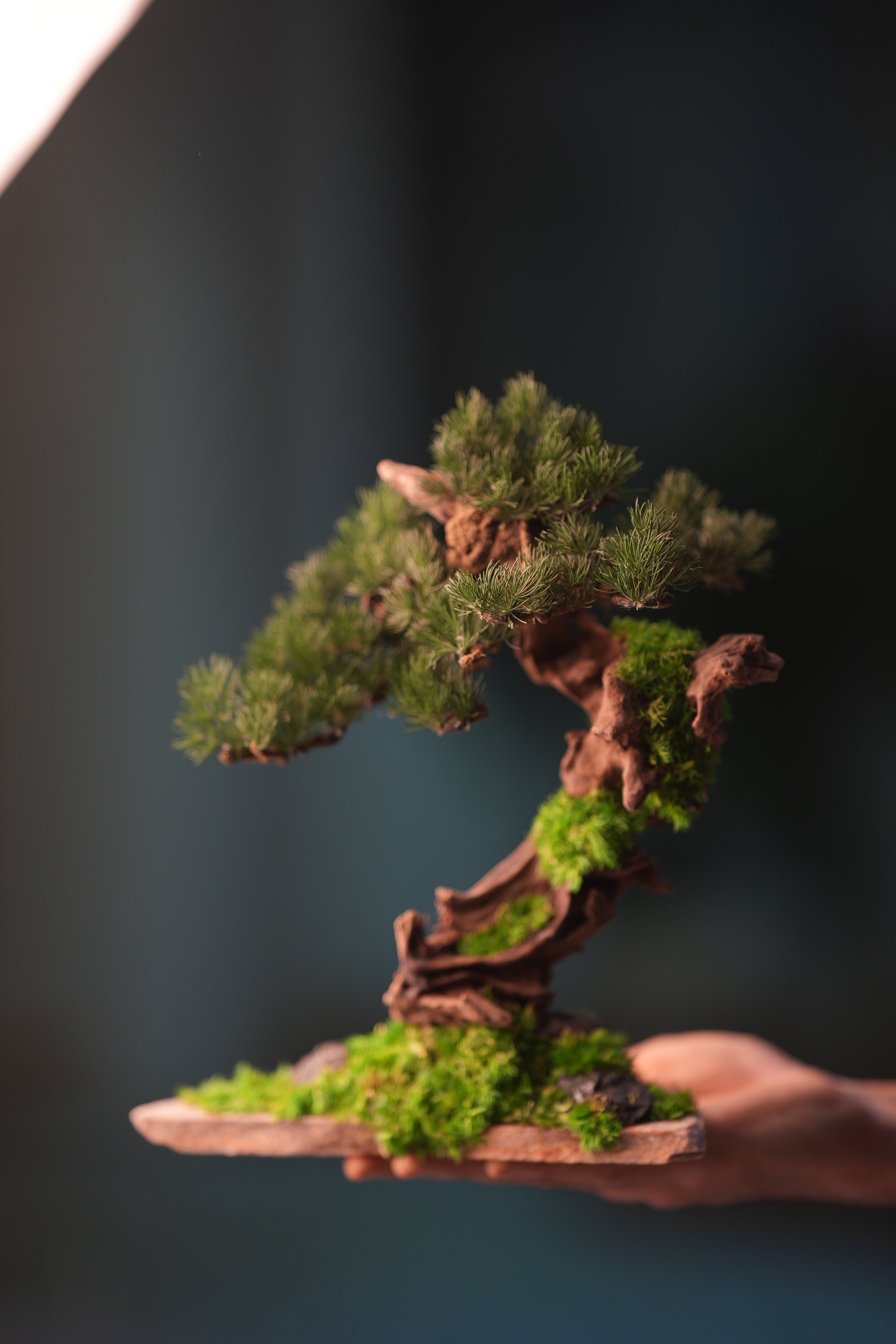 Greenwood - Stride & Pride - Benchmark Pine (Preserved Plants)