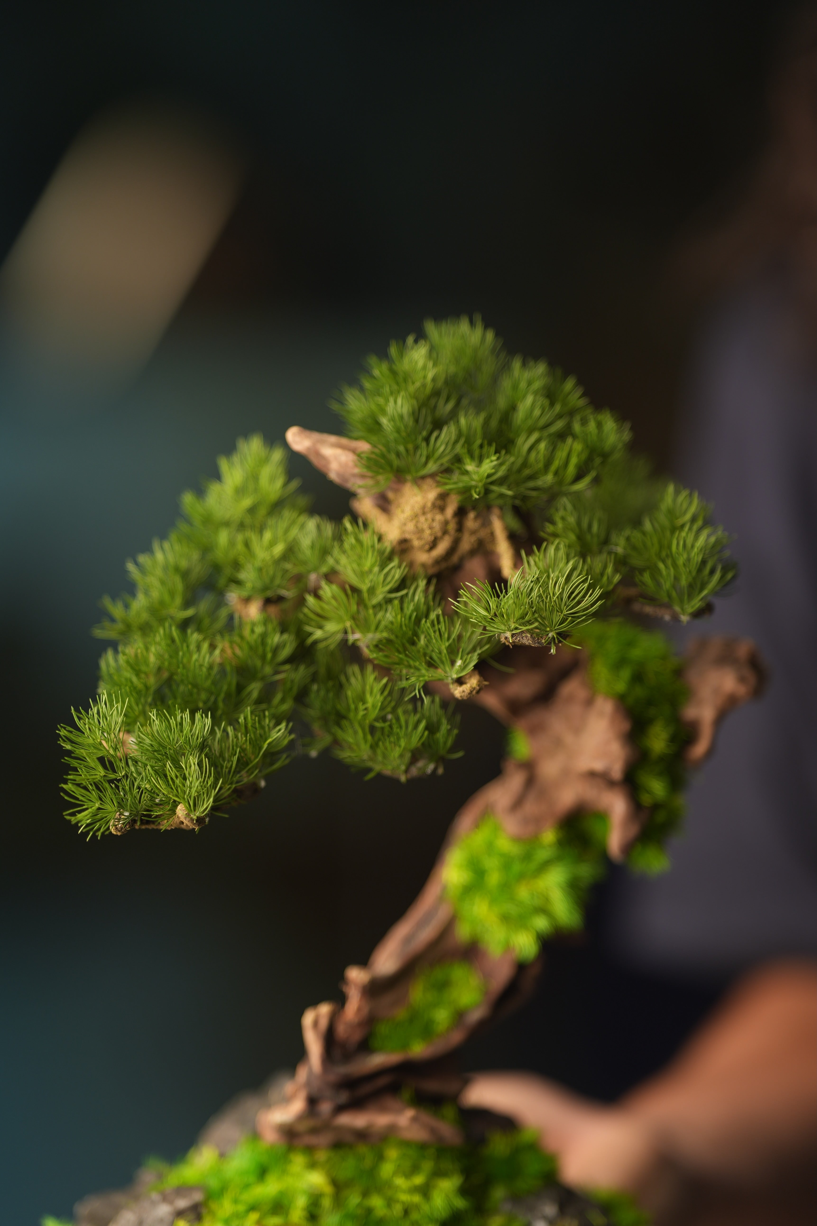 Greenwood - Stride & Pride - Benchmark Pine (Preserved Plants)