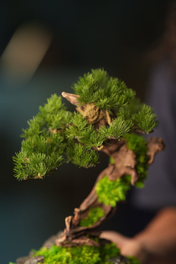 Greenwood - Stride & Pride - Benchmark Pine (Preserved Plants)