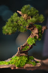 Greenwood - Stride & Pride - Benchmark Pine (Preserved Plants)