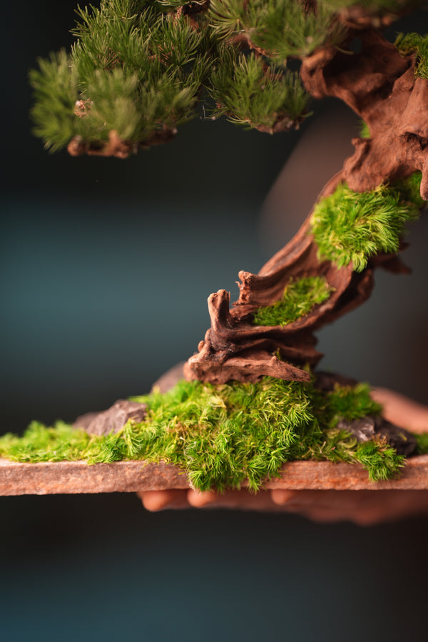 Greenwood - Stride & Pride - Benchmark Pine (Preserved Plants)