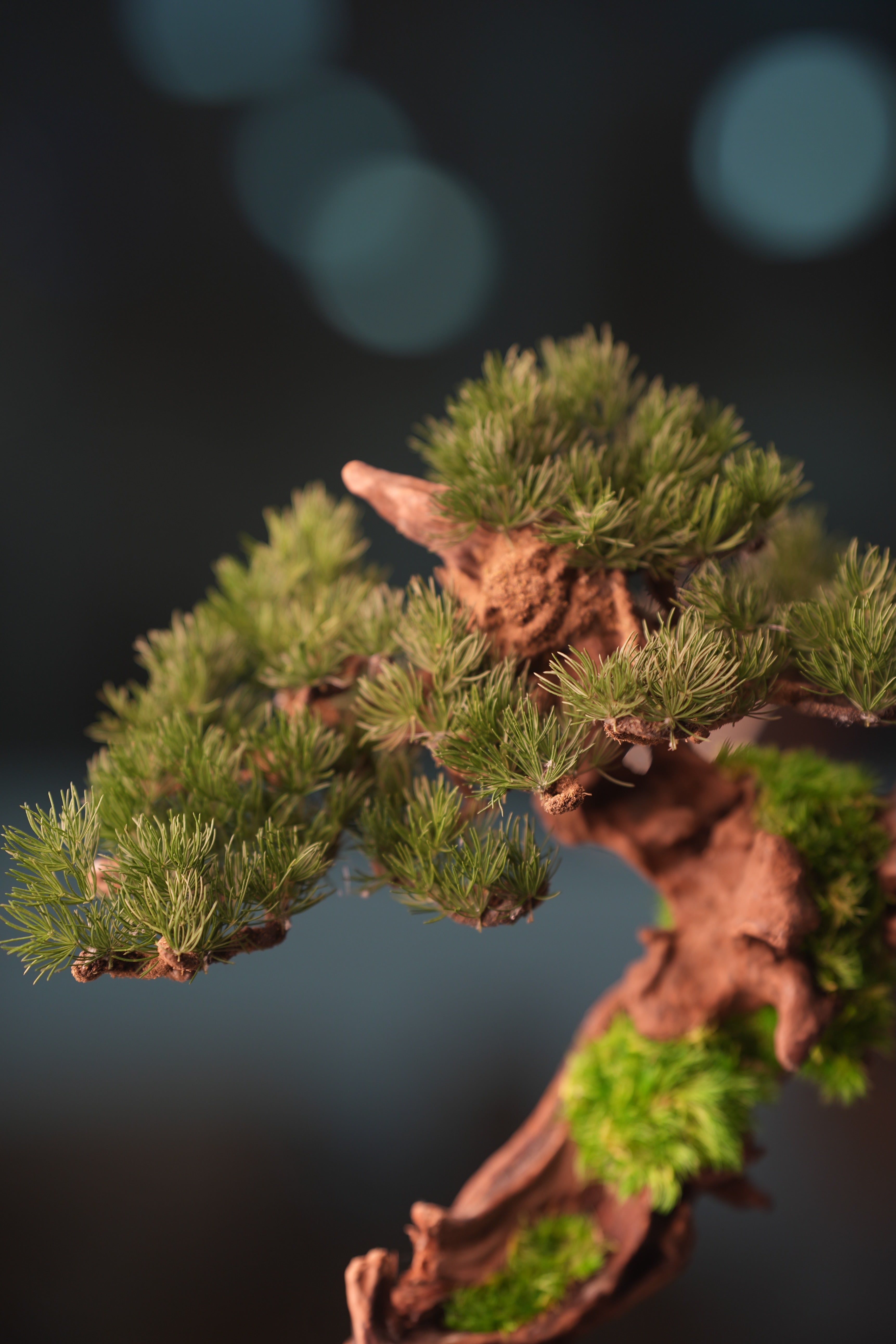 Greenwood - Stride & Pride - Benchmark Pine (Preserved Plants)