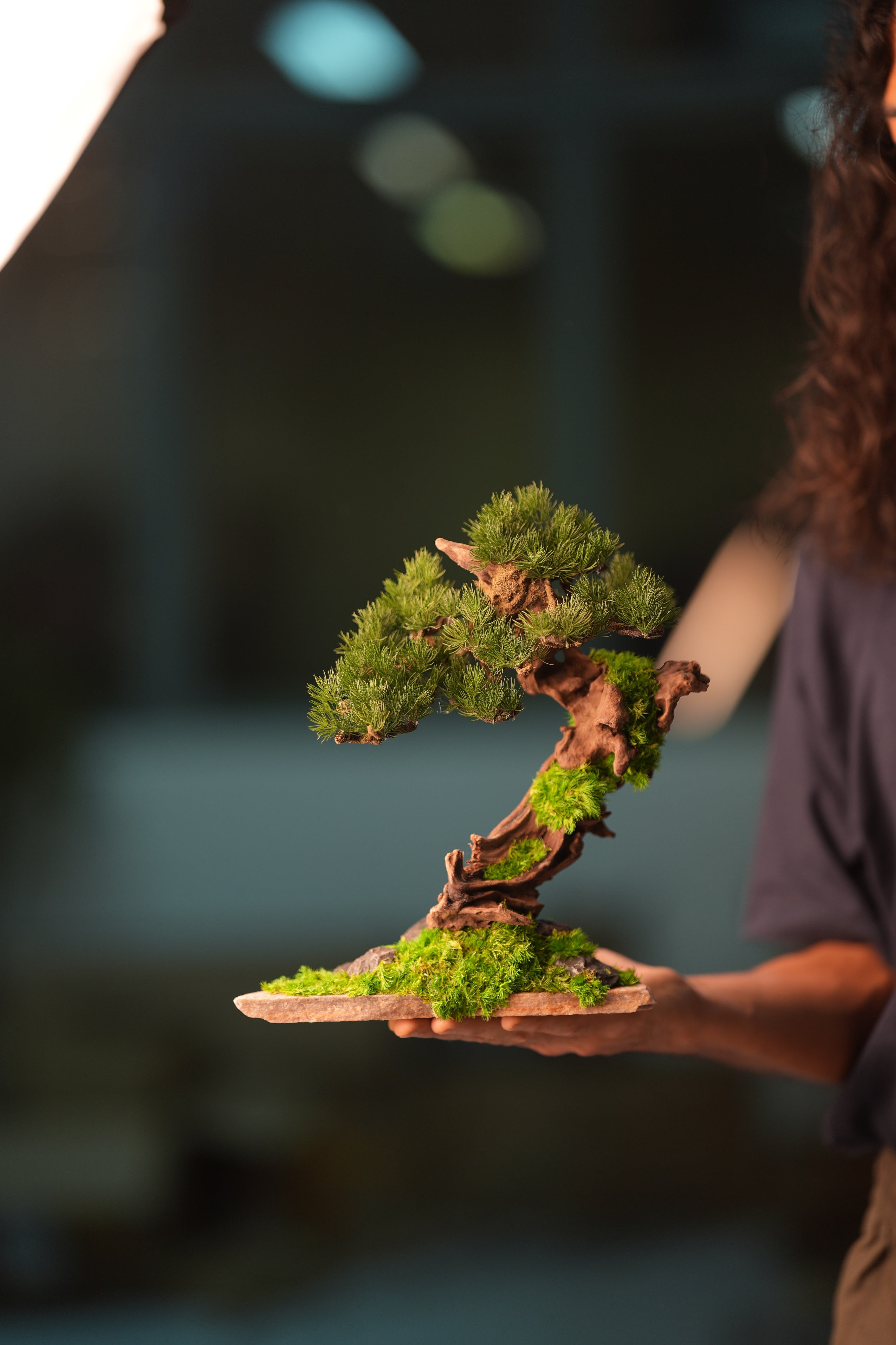 Greenwood - Stride & Pride - Benchmark Pine (Preserved Plants)