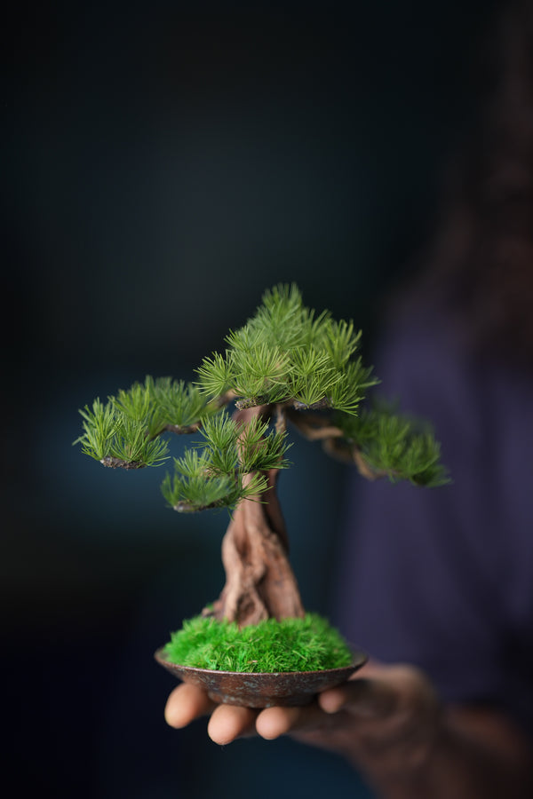 Greenwood - Freshman - Pine (Preserved Plants)