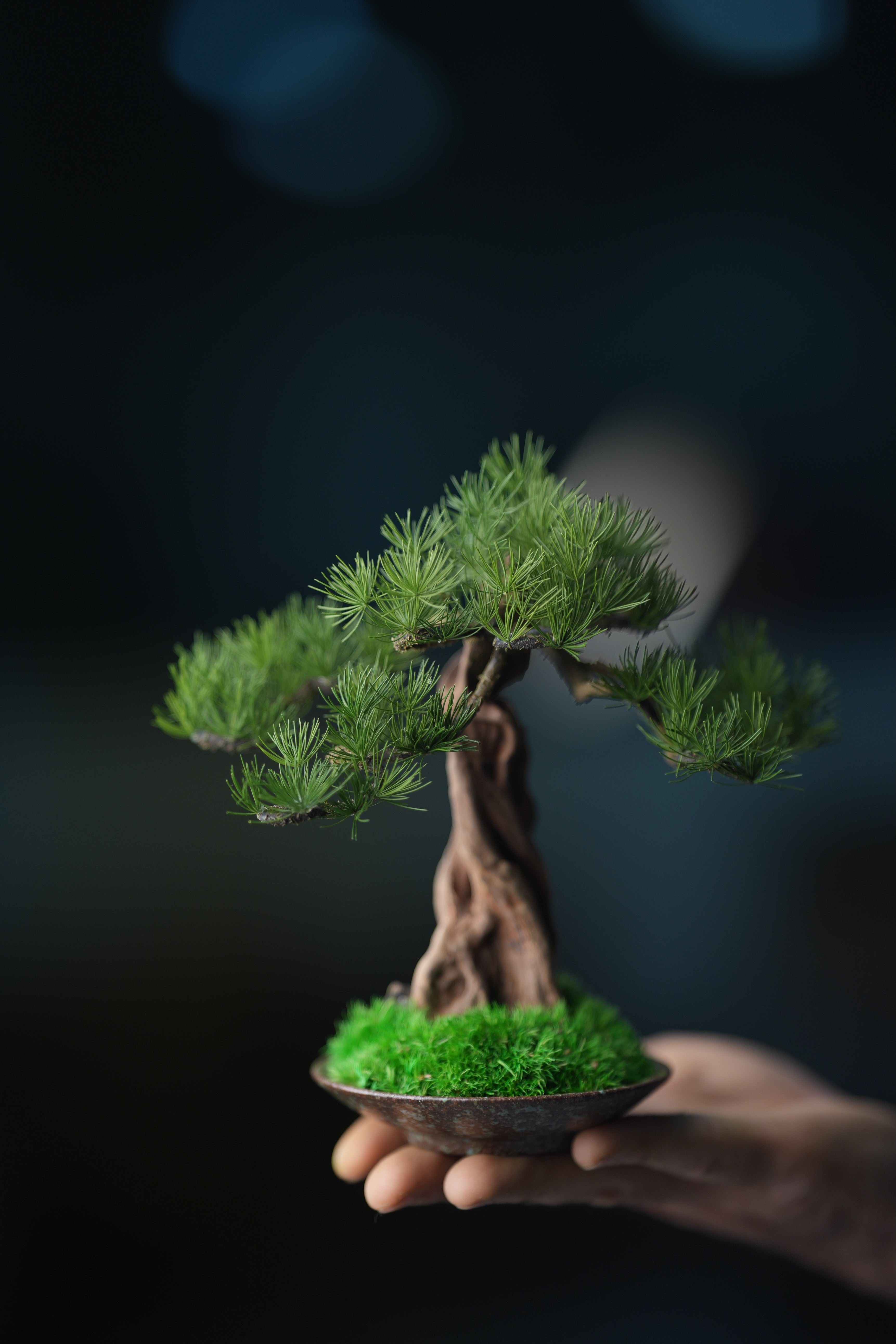 Greenwood - Freshman - Pine (Preserved Plants)