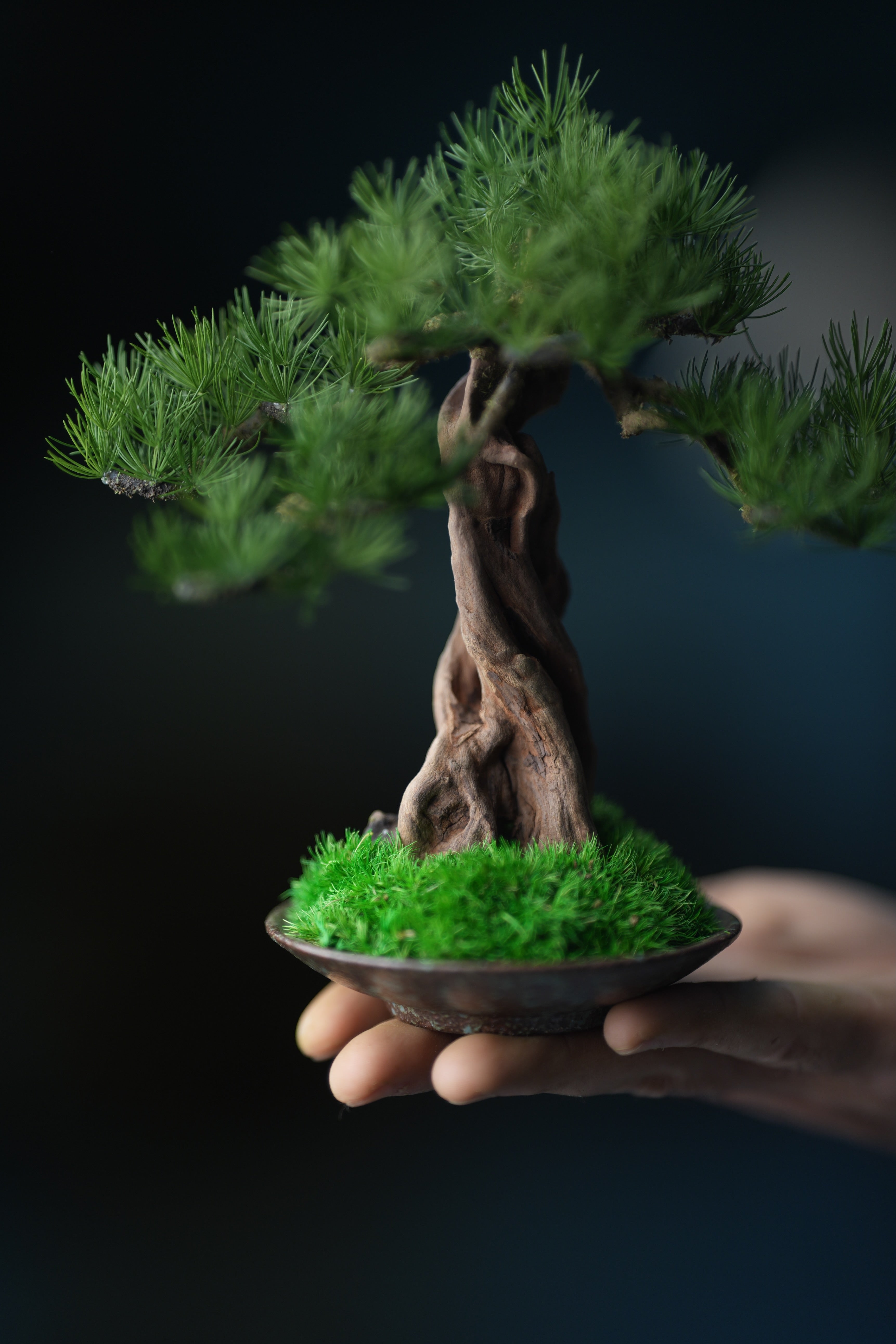 Greenwood - Freshman - Pine (Preserved Plants)