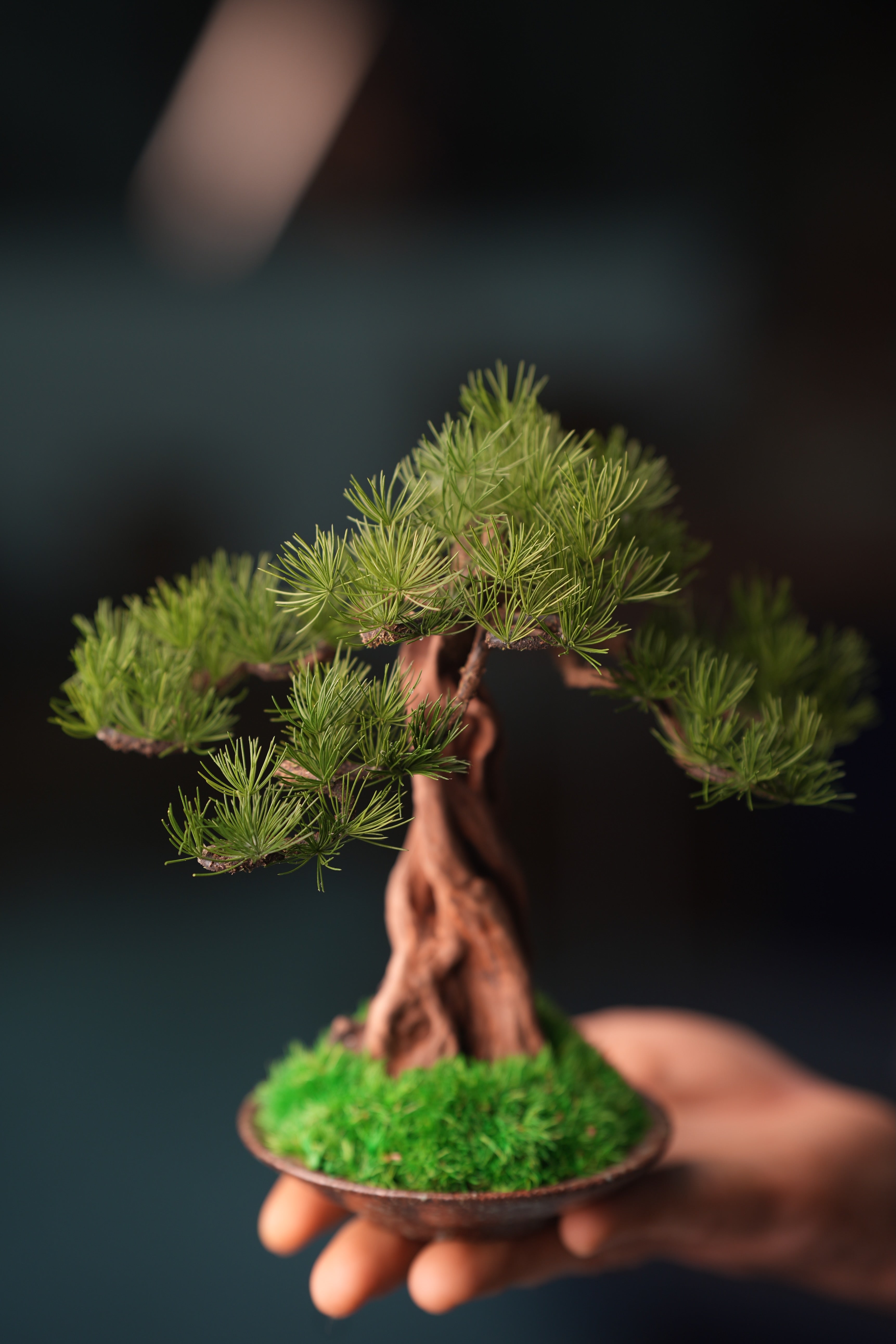 Greenwood - Freshman - Pine (Preserved Plants)