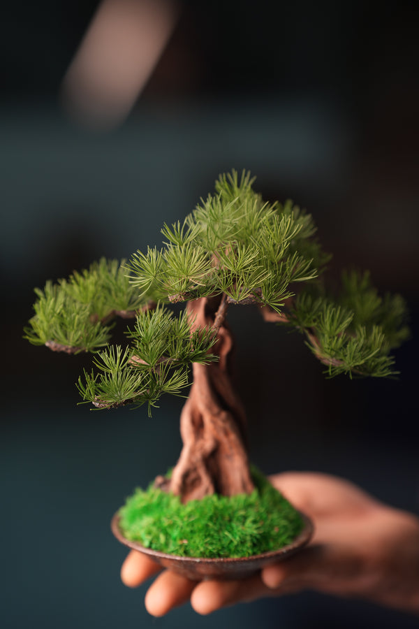 Greenwood - Freshman - Pine (Preserved Plants)