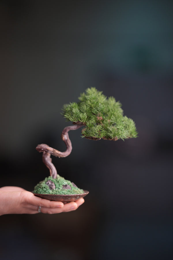 Rosewood - Pine (Preserved Plants)