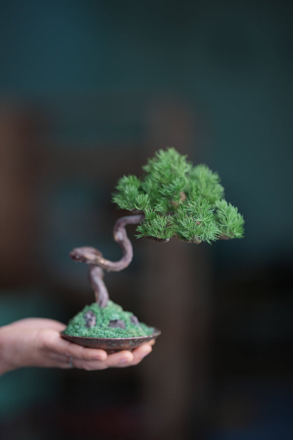 Rosewood - Pine (Preserved Plants)