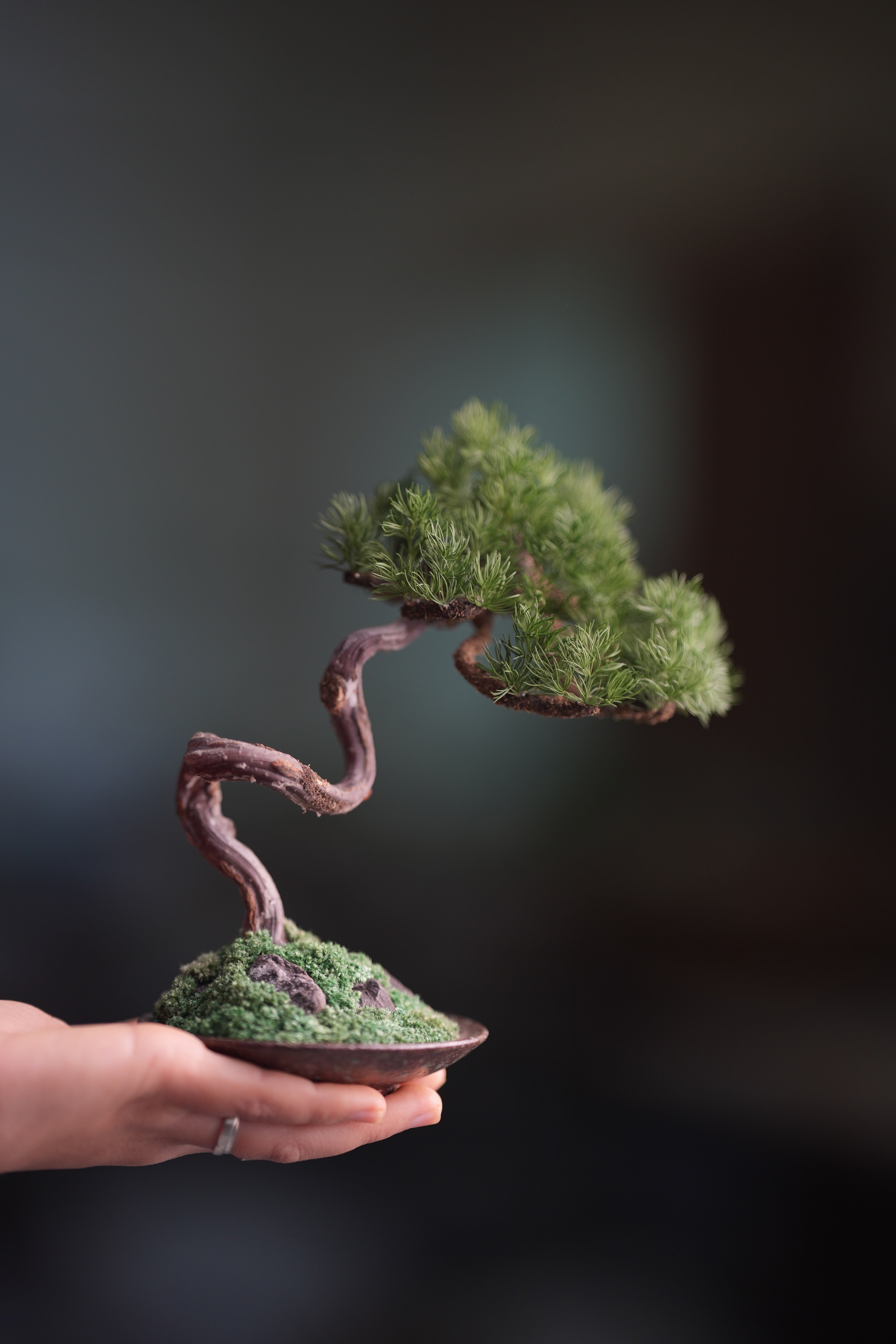 Rosewood - Pine (Preserved Plants)