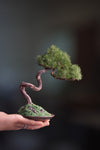 Rosewood - Pine (Preserved Plants)