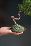 Rosewood - Pine (Preserved Plants)