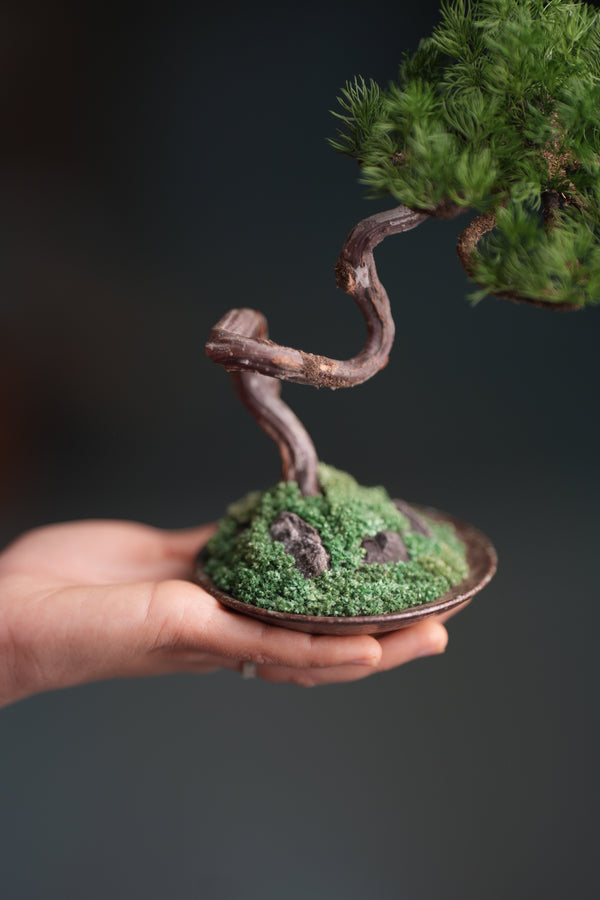 Rosewood - Pine (Preserved Plants)
