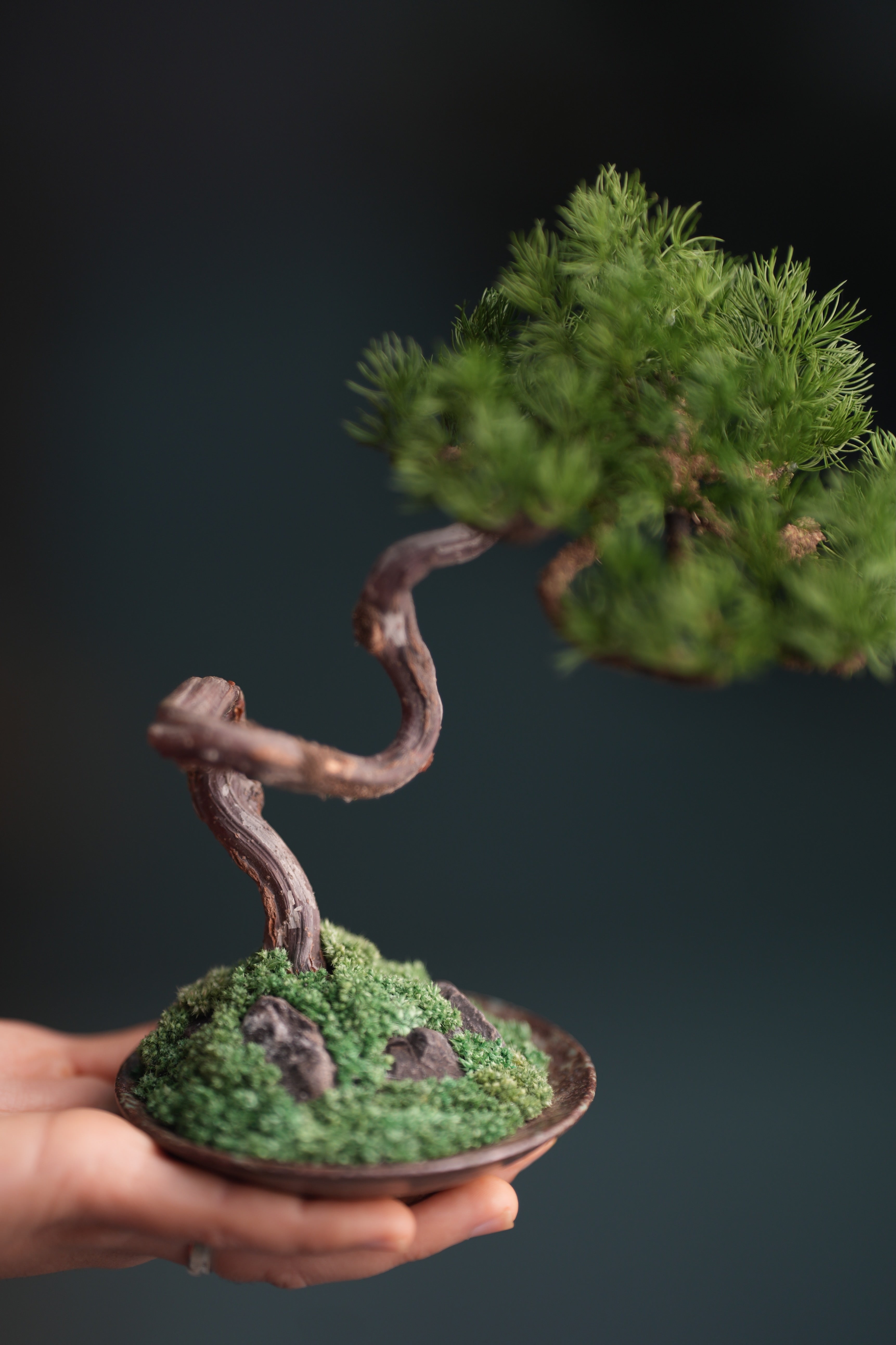 Rosewood - Pine (Preserved Plants)