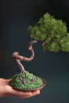 Rosewood - Pine (Preserved Plants)