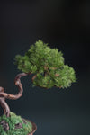 Rosewood - Pine (Preserved Plants)