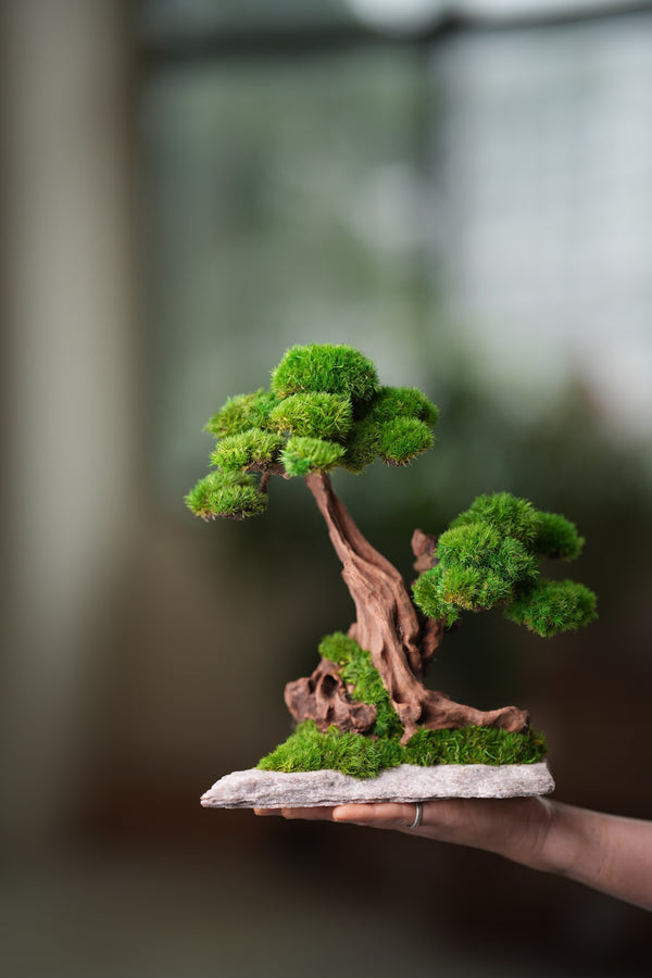 Greenwood - Twins (Preserved Plants)