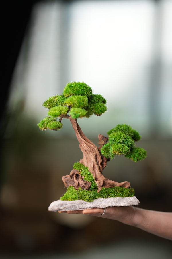 Greenwood - Twins (Preserved Plants)