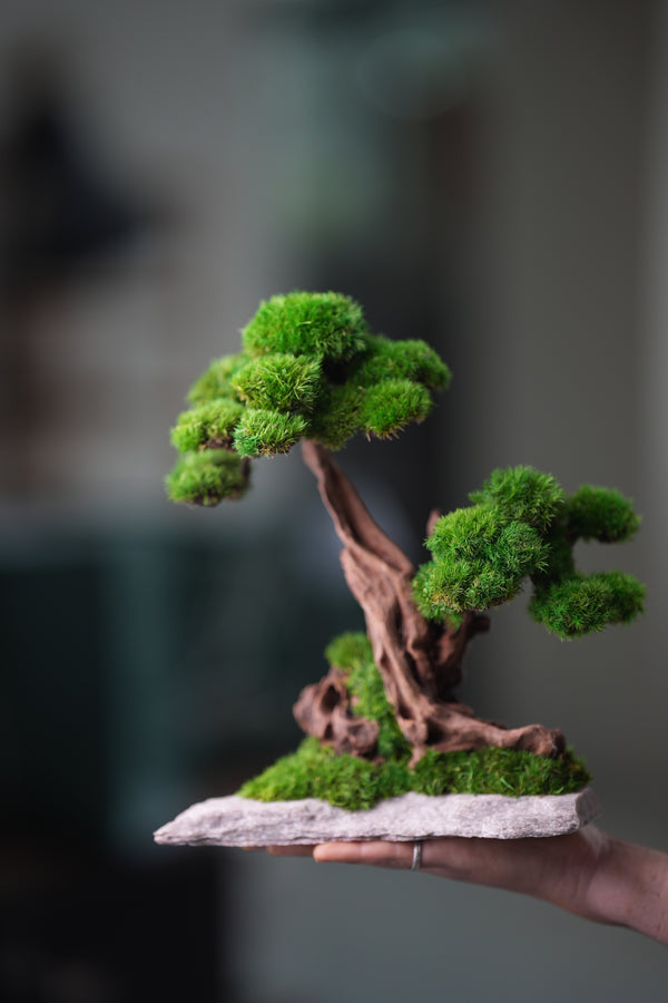 Greenwood - Twins (Preserved Plants)