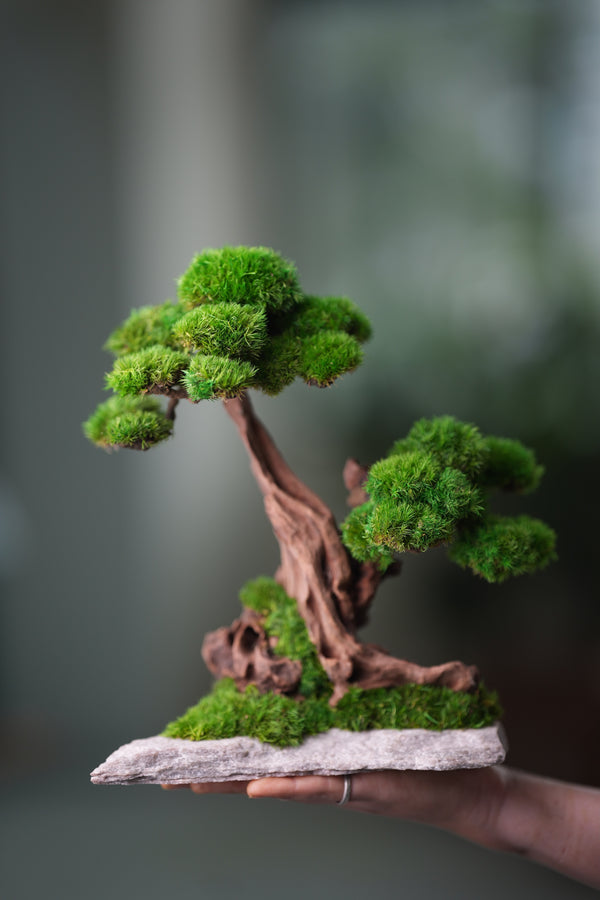 Greenwood - Twins (Preserved Plants)