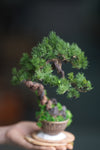 Iron Song of the Earth (Preserved Plant + Metal Craft)