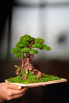 Greenwood - Maverick - Garden edition - Smaller (Preserved Plants)