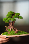 Greenwood - Maverick - Garden edition - Smaller (Preserved Plants)