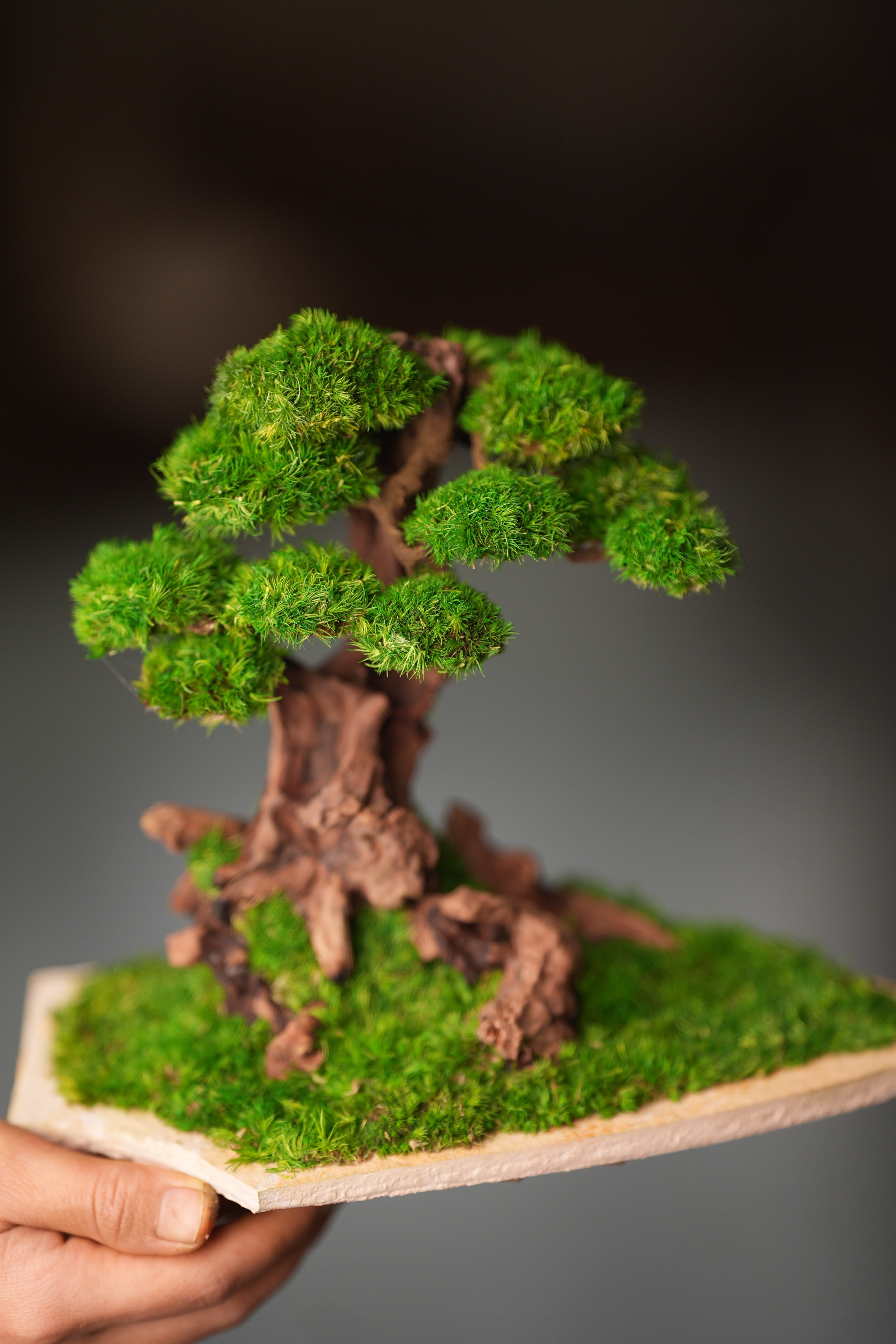 Greenwood - Maverick - Garden edition - Smaller (Preserved Plants)