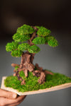 Greenwood - Maverick - Garden edition - Smaller (Preserved Plants)