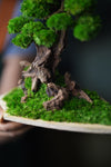 Greenwood - Maverick - Garden edition - Smaller (Preserved Plants)