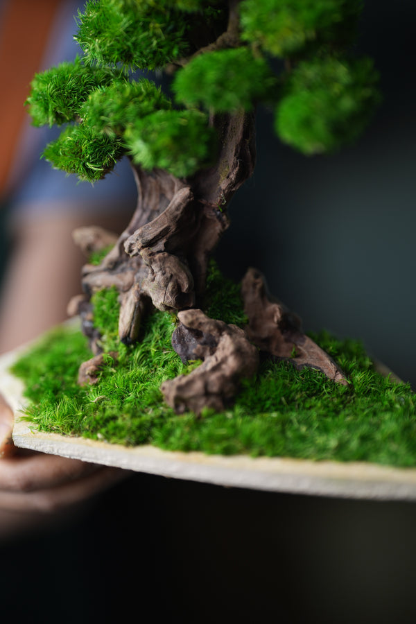 Greenwood - Maverick - Garden edition - Smaller (Preserved Plants)