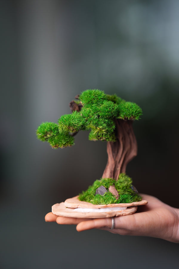 Greenwood - Freshman (Preserved Plants)