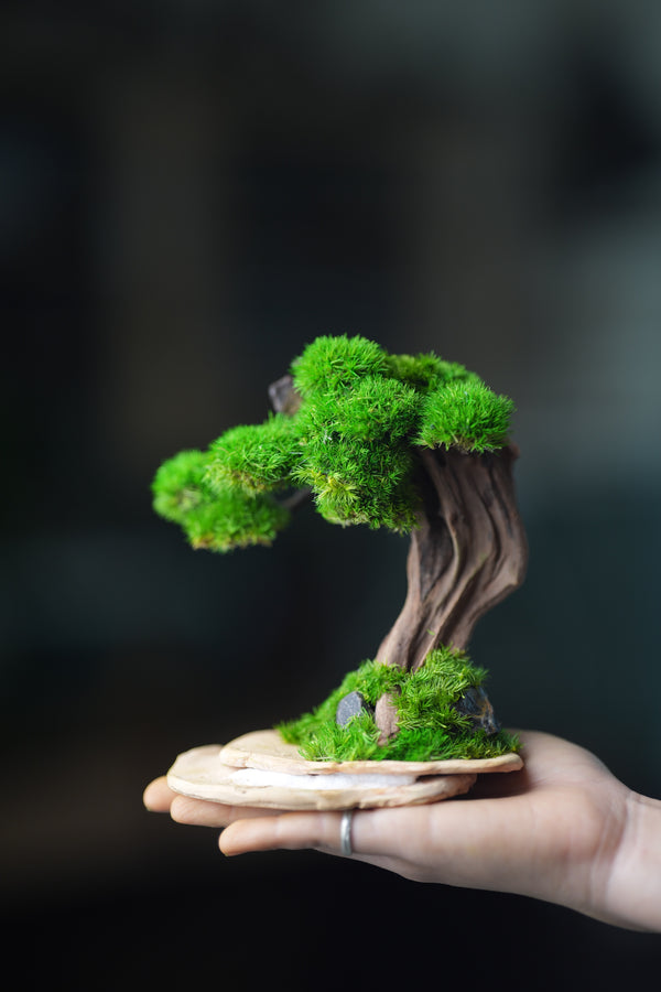 Greenwood - Freshman (Preserved Plants)