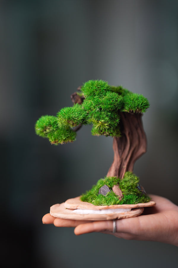 Greenwood - Freshman (Preserved Plants)