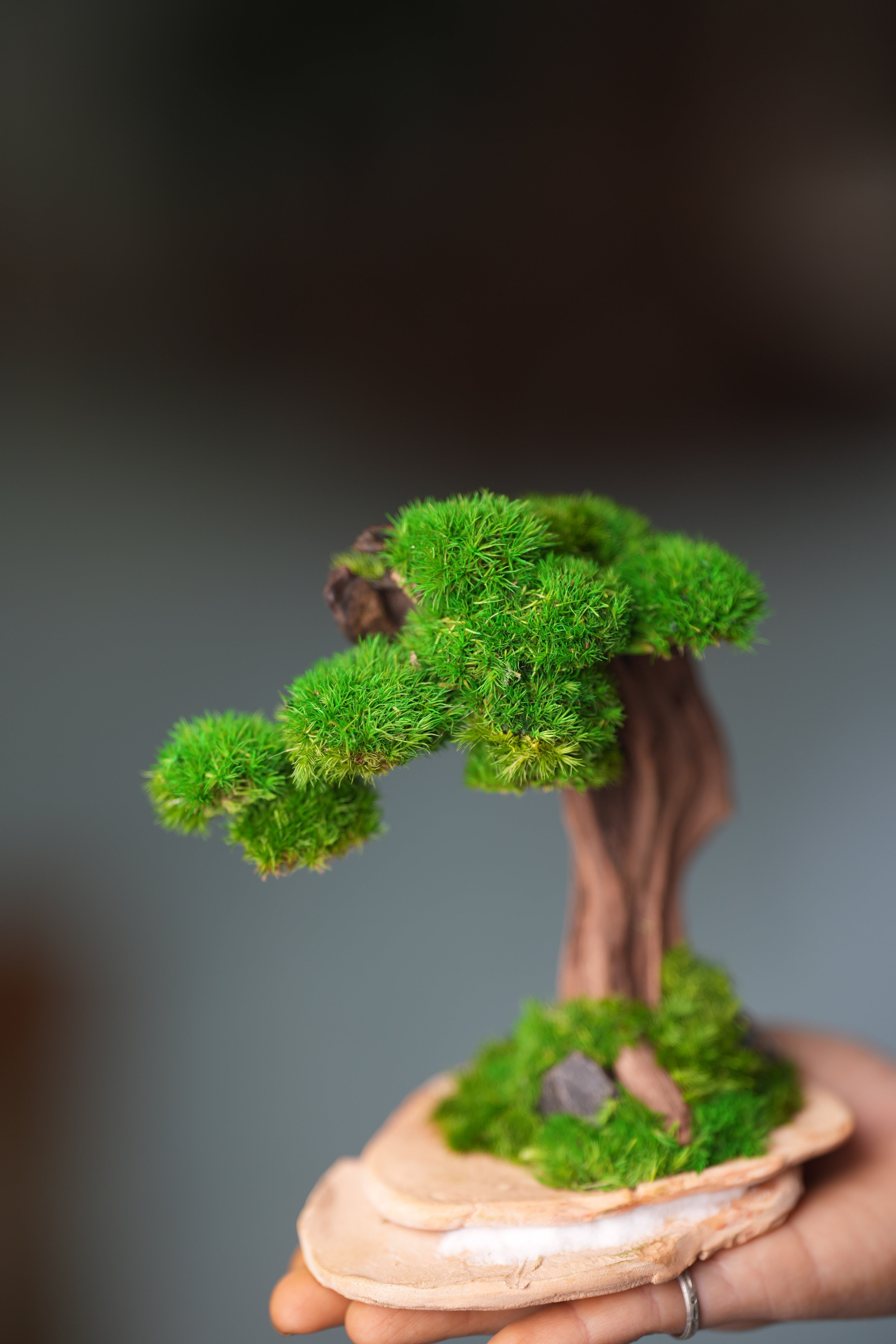 Greenwood - Freshman (Preserved Plants)